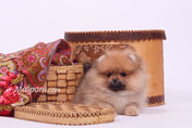 Щенок померанского шпица. Фото.