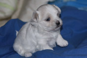 Купить щенка мальтезе из питомника Мальпом в Москве