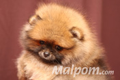 Щенок померанского шпица питомника Malpom 2 месяца
