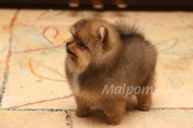 Щенок померанского шпица питомника Malpom 