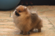щенок померанского шпица из питомника Malpom