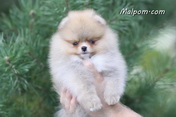 Щенок померанского шпица питомника Malpom 