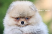 Щенок померанского шпица питомника Malpom 