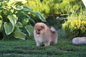 Щенок померанского шпица питомника Malpom 