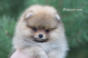 Щенок померанского шпица питомника Malpom 