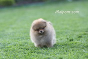 Щенок померанского шпица питомника Malpom 