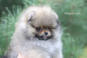 Щенок померанского шпица питомника Malpom 