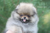 Щенок померанского шпица питомника Malpom 